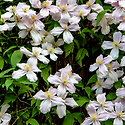 클레마티스 몬타나(Clematis mont..