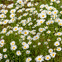 샤스타데이지(Shasta Daisy)