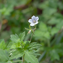 이질풀(Geranium thunbergii Si..