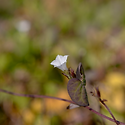 애기나팔꽃(학명: Ipomoea lacuno..