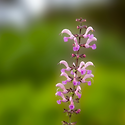클래리 세이지(Clary Sage)