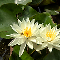 수련(睡蓮, Water Lily)