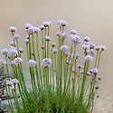 아르메리아(Armeria)