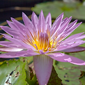 수련(睡蓮, Water Lily)