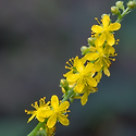 집신나물(Agrimonia pilosa Led..