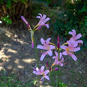 상사화(相思花)