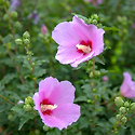 무궁화(無窮花, Hibiscus syriac..