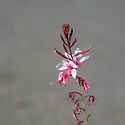 바늘꽃 (가우라, Gaura / 분홍바늘꽃)