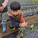 &#127840; 고구마 심기 &#127840;