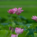 주남연꽃