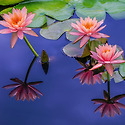수련