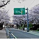 남해군 아름다운 꽃길