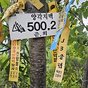 양각지맥 중 반가운 시그널
