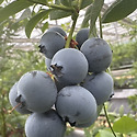 야생화 입니다