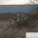 새끼타조 세상밖으로 / 한길타조농장