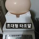 2026년 초대형 타조알 / 한길타조농장