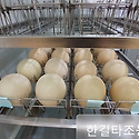 2026년 새끼타조 부화중