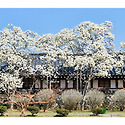 목련