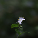 흰달개비꽃
