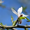 산목련