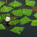 마름