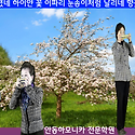 과수원길 영상 사진