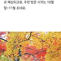 올가을 내장산 단풍구경