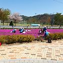용담면 꽃밭가꾸기