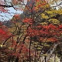 2026년 설악산 주전골의 가을단풍(10..