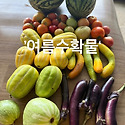 여름 텃밭 수확물~