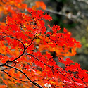 설악산흘림골 2024.10.20(광개토대장님..