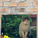 우리동네 냥이
