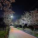 봉림동 큰나무공원 야간&#48283;꽃