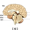 뇌(腦)의 8가지 흥미러운 사실