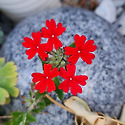 내장산8봉종주