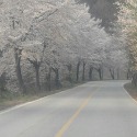벚꽃풍경