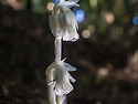수정란풀