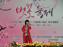팔공산벛꽃축제