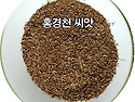 홍경천 씨앗