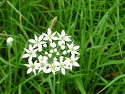 부추 하얀꽃