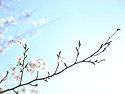 [부산] 삼락공원 / 벚꽃