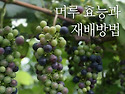 머루재배