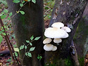 흰비단털버섯