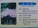 상사화(꽃무릇) 영광 불갑사