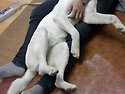 동이도 애기처럼 안길때가 있어요