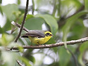 Yellow-bellied Fan..