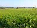 전남 보리밭과 미국풍경