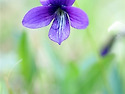 제비꽃