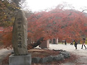 고창문수사단풍숲