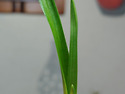 산채품